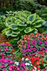 USA, Washington State, Sammamish. Garden with hosta and impatiens in late spring time bloom Art Print